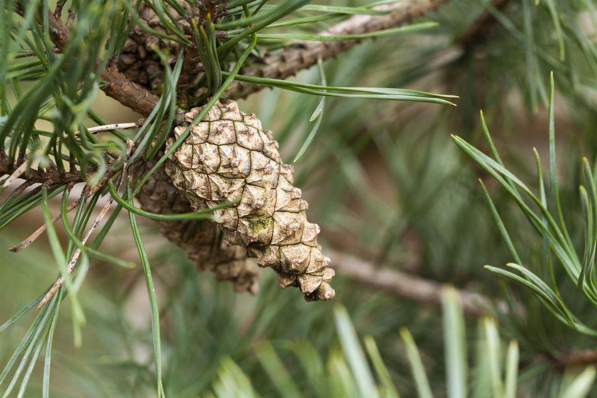 Pinus sylvestris HkG 85114 mit Früchten; Einsatz: dekorativ;;ab 0,35 Euro