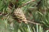 Pinus sylvestris HkG 85114 mit Früchten; Einsatz: dekorativ;;ab 0,35 Euro