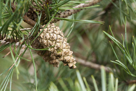 Pinus sylvestris HkG 85116; mit Früchten/Fruchtbehang; schnittverträglich; Einsatzmöglichkeit z.B. : Holzgewinnung;;ab 0,51 Euro