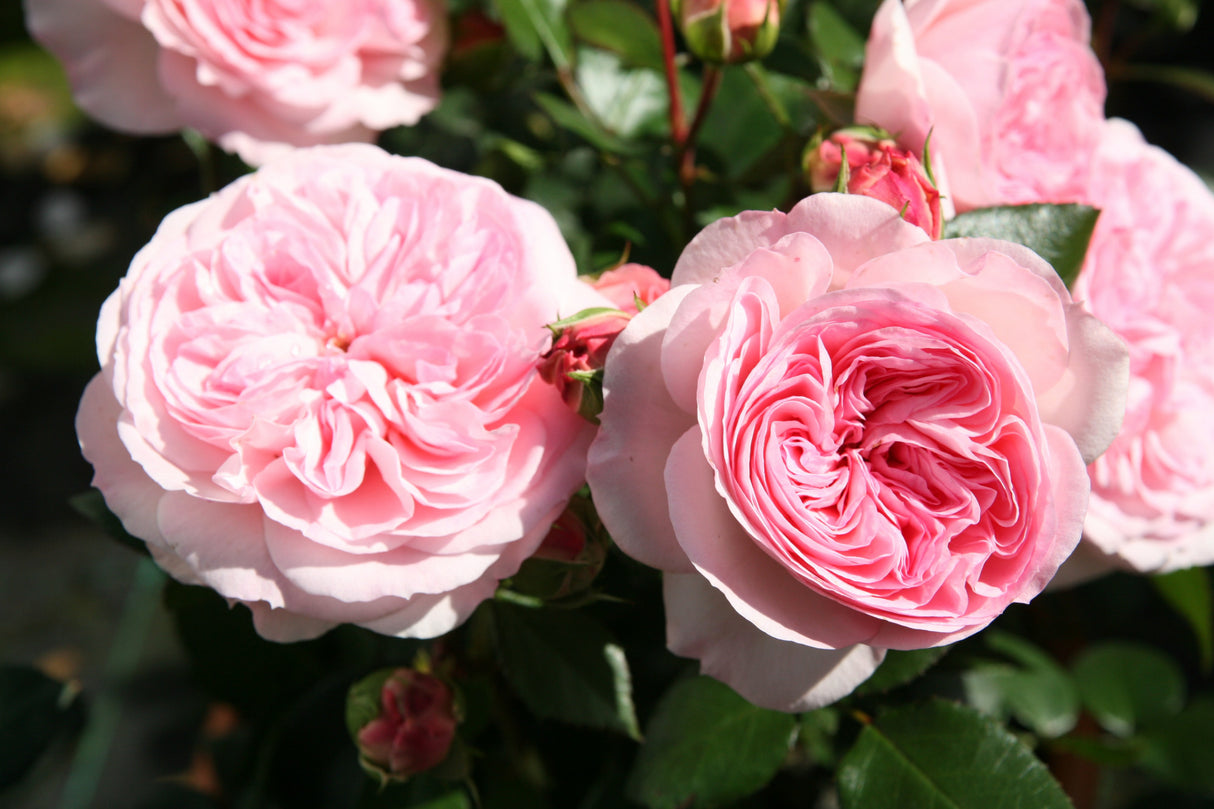 Rosa 'Mariatheresia' BT mit Blüte; Einsatz: ;;ab 10,90 Euro