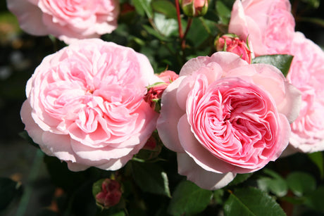 Rosa 'Mariatheresia' BT mit Blüte; Einsatz: ;;ab 10,90 Euro