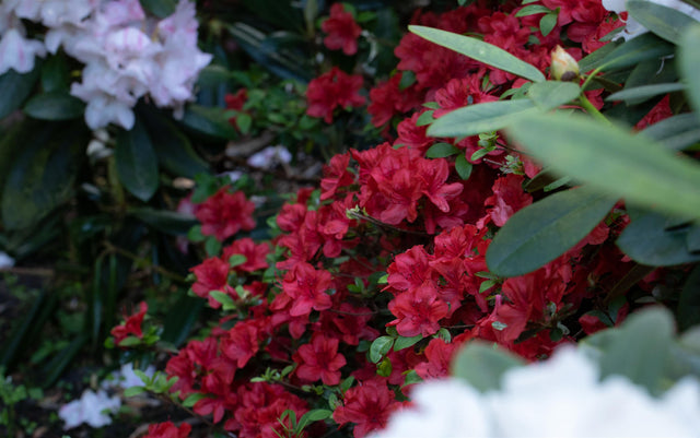 Rhododendron repens 'Baden-Baden' mit Blüte, erhältlich von 20-25 bis 50-60 cm; Einsatz: ;;ab 15,90 Euro