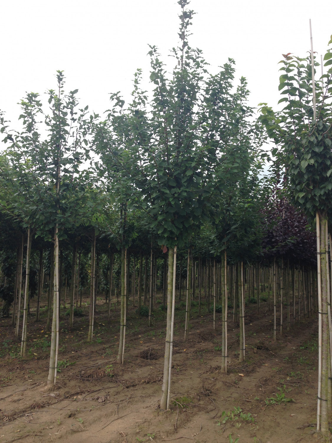Prunus padus VkG 1 , erhältlich von 50-80 bis 450-650 cm;;ab 2,56 Euro