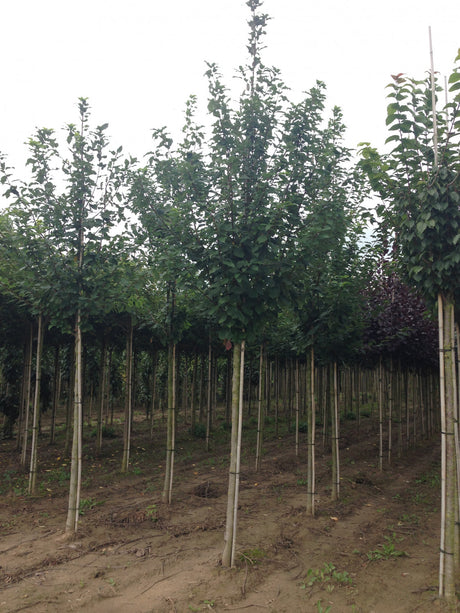 Prunus padus VkG 1 , erhältlich von 50-80 bis 450-650 cm;;ab 2,56 Euro