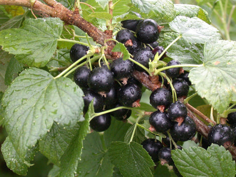 Ribes nigrum 'Triton' mit Früchten, erhältlich von 3- bis 80-90 cm; Einsatz: ;;ab 17,80 Euro