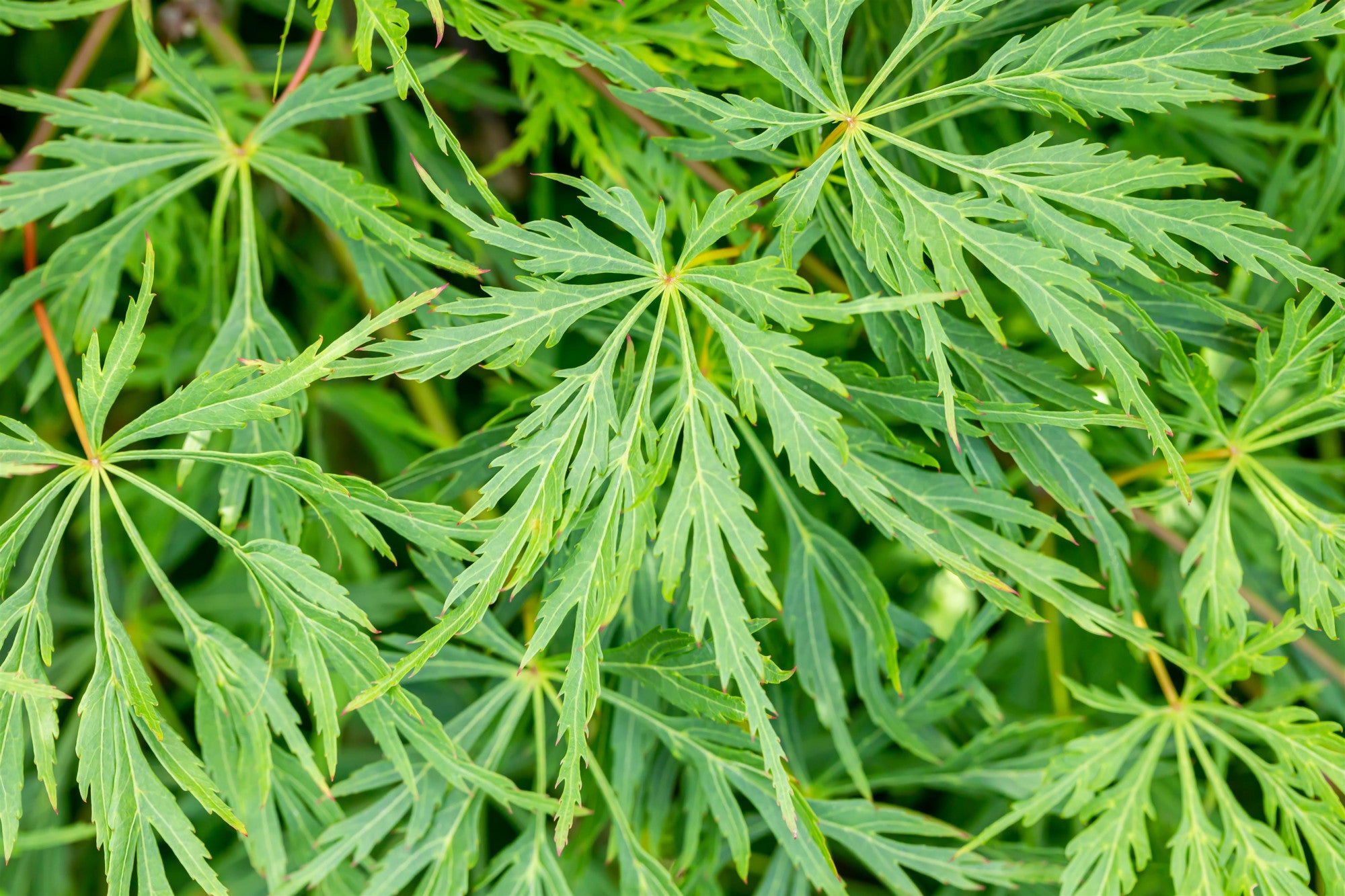 Acer palmatum 'Dissectum' (Grüner Schlitzahorn)