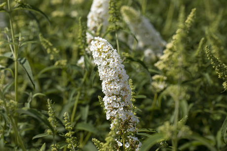 Buddleja davidii 'Dart's Ornamental White' mit Blüte, erhältlich von 60-100 bis 125-150 cm; Einsatz: ;;ab 13,00 Euro
