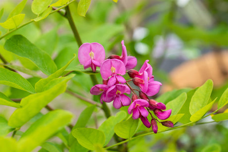 Robinia hispida 'Rosea' mit Blüte, erhältlich als: Hochstamm, Alleebaum; Einsatz: Parkpflegeleicht;;günstig mit Qualität