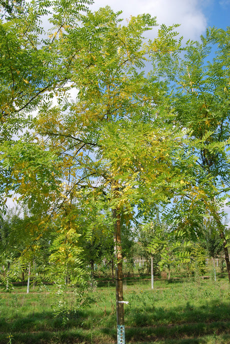 Sophora japonica , erhältlich von 270-330 bis 450-650 cm;;ab 387,00 Euro