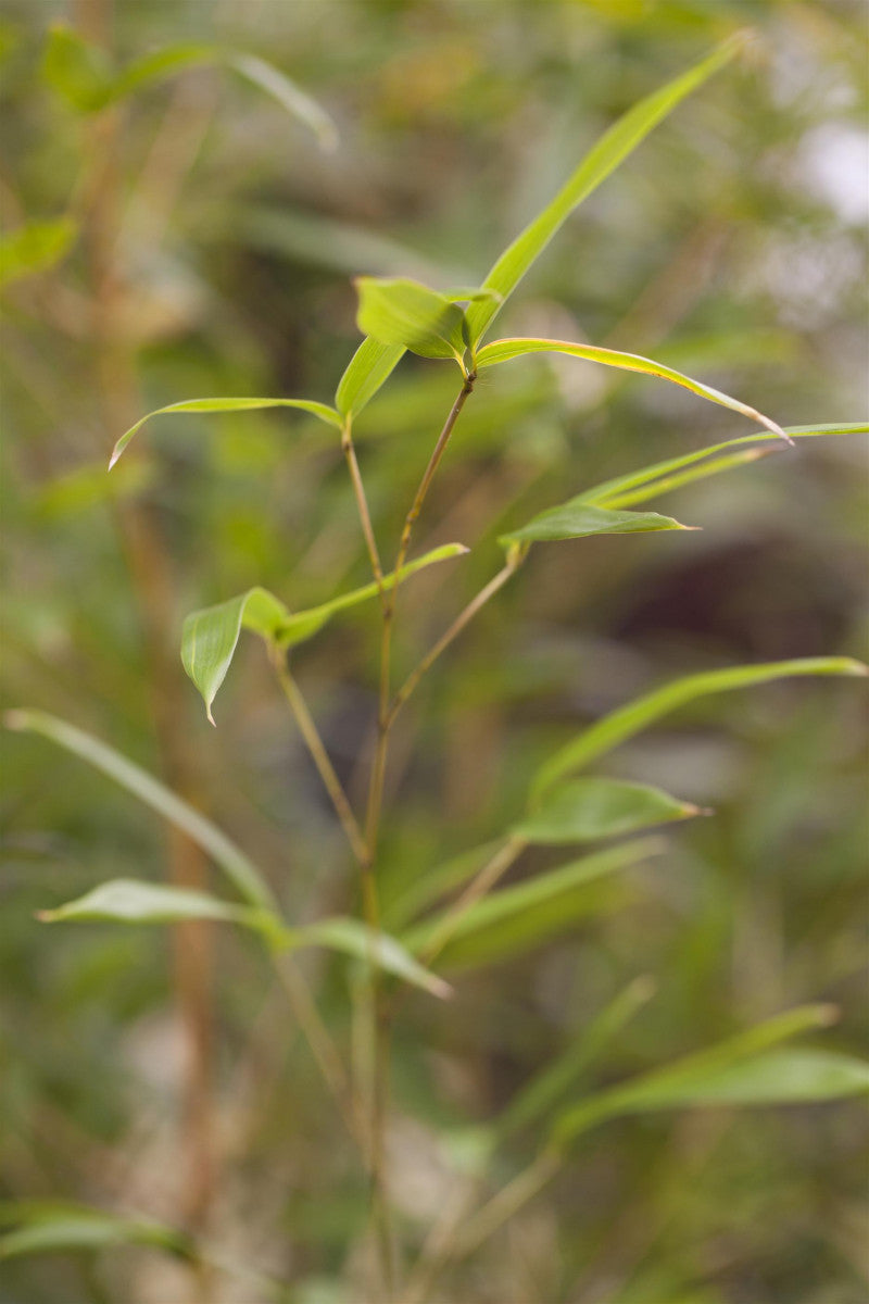Phyllostachys aureosulcata spectabilis , erhältlich von 100-150 bis 200-250 cm;;ab 110,00 Euro