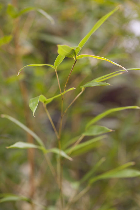 Phyllostachys aureosulcata spectabilis , erhältlich von 100-150 bis 200-250 cm;;ab 110,00 Euro
