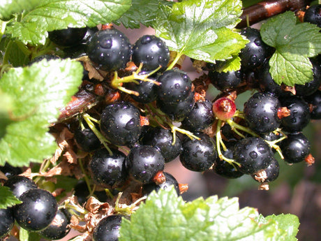 Ribes nigrum 'Ben Alder' mit Früchten, erhältlich von 3- bis 80-90 cm; Einsatz: ;;ab 15,90 Euro