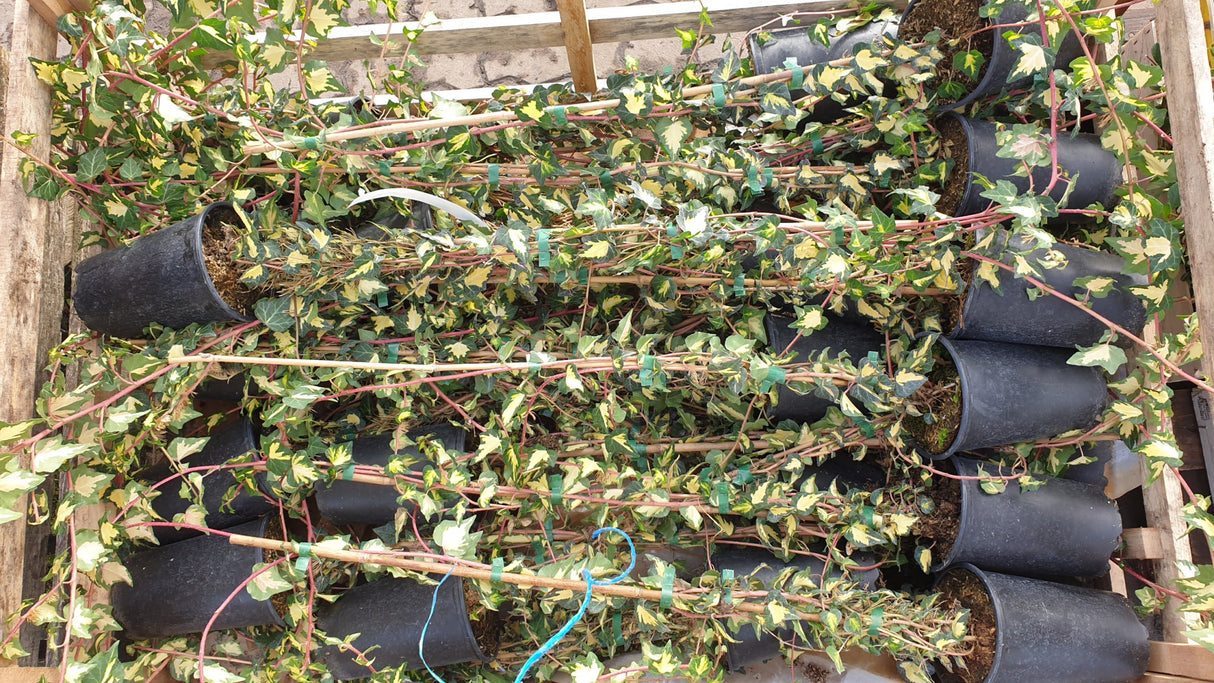 Hedera helix 'Golden Heart'; vorbereitet für Versand; luftreinigende Eigenschaften; Einsatzmöglichkeit z.B. : als Zimmerpflanze;;Pflanzen vom Profi