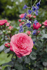 Rosa 'Baronesse' BT; hier mit Blüte; duftend; Einsatzmöglichkeit z.B. : Einzelstellung;;ab 15,00 Euro