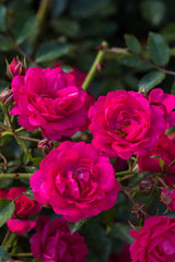Rosa 'Rody' BDR; hier mit Blüte; robust; Einsatzmöglichkeit z.B. : Bodendecker;;ab 11,10 Euro