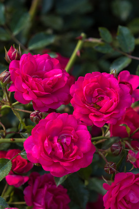 Rosa 'Rody' BDR mit Blüte; Einsatz: ;;ab 8,10 Euro