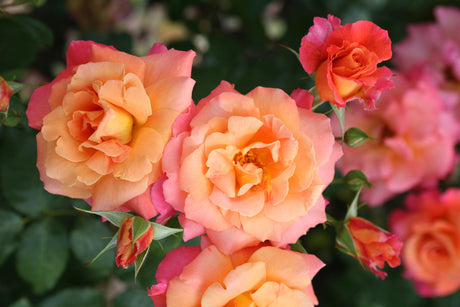 Rosa 'Freisinger Morgenröte' STR mit Blüte; Einsatz: ;;ab 8,10 Euro