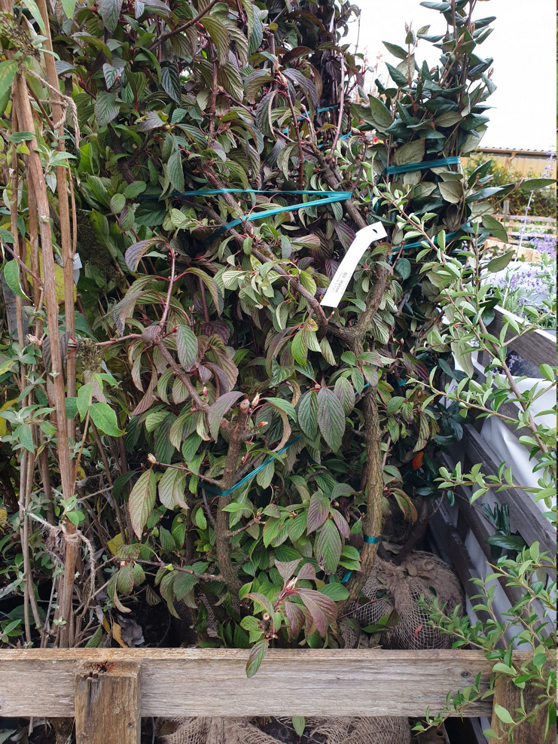 Duft-Schneeball; vorbereitet für Versand; duftend; Einsatzmöglichkeit z.B. : Heckenpflanze;;günstig mit Qualität