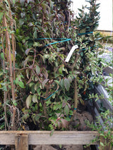 Duft-Schneeball; vorbereitet für Versand; duftend; Einsatzmöglichkeit z.B. : Heckenpflanze;;günstig mit Qualität