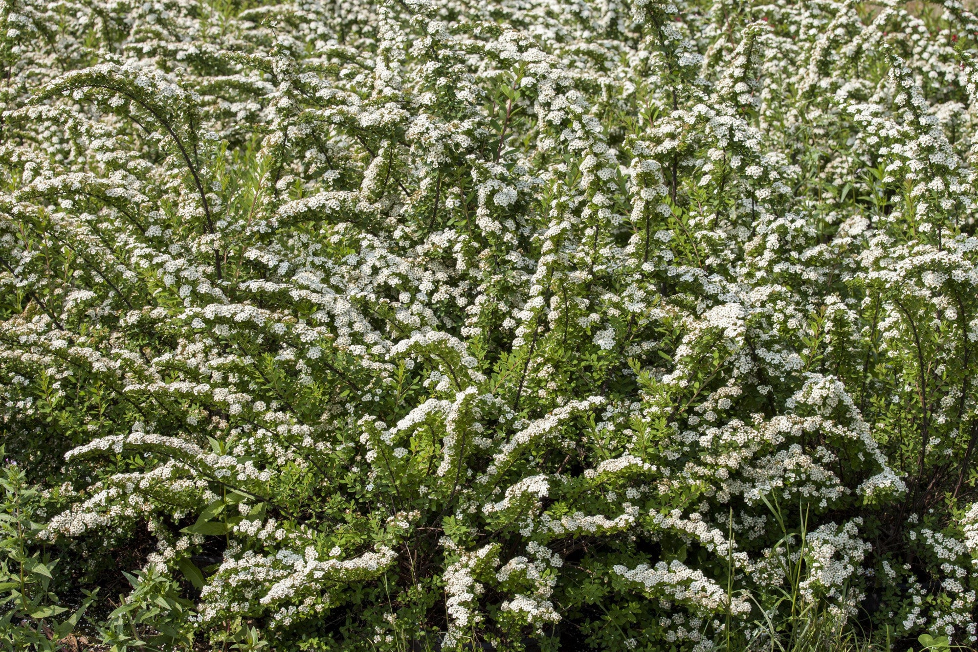Spiraea nipponica (Japanische Strauchspiere)