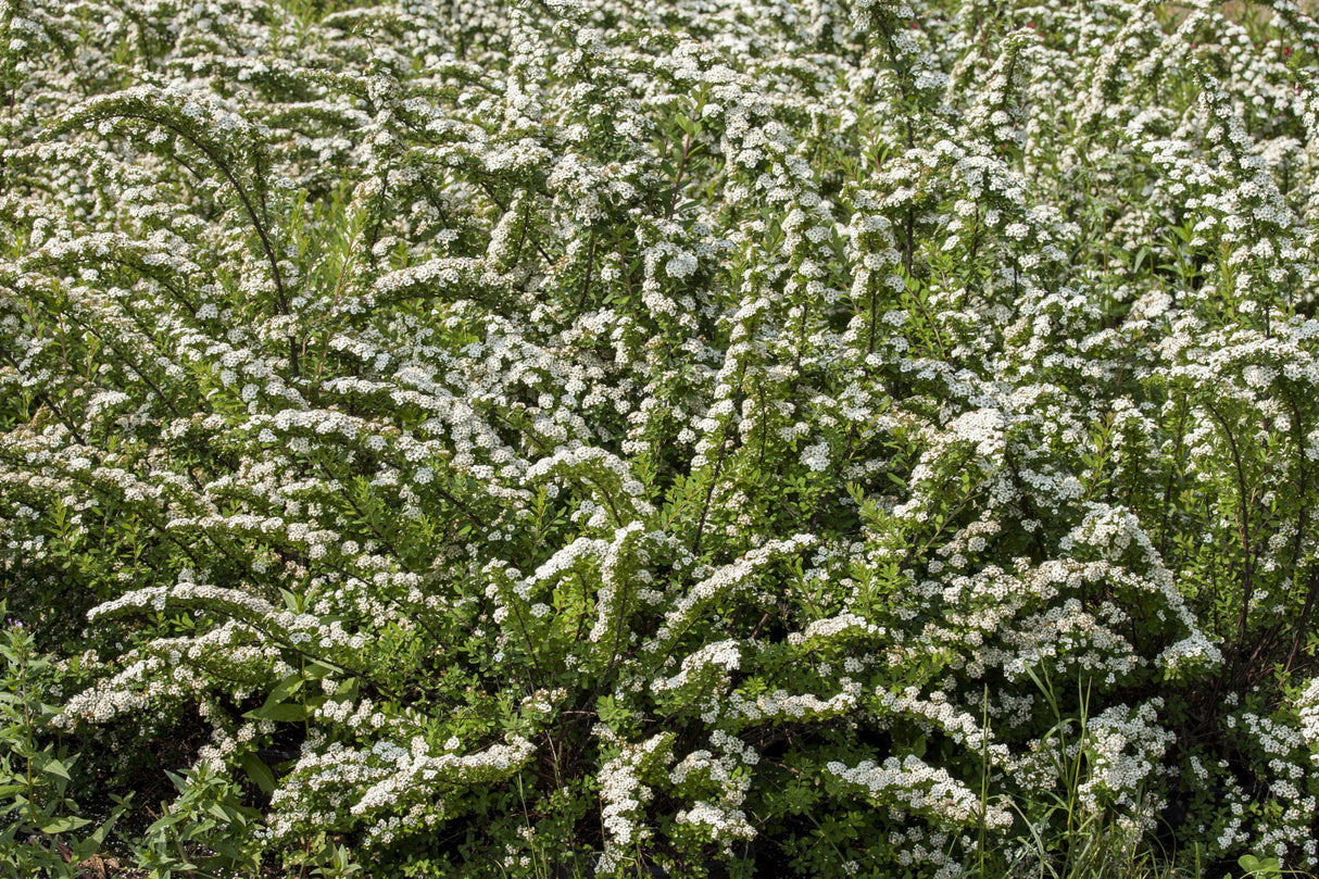 Spiraea nipponica mit Blüte, erhältlich von 40-60 bis 175-200 cm; Einsatz: ;;ab 5,25 Euro