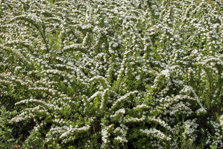 Spiraea nipponica mit Blüte, erhältlich von 40-60 bis 175-200 cm; Einsatz: ;;ab 5,25 Euro