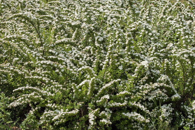 Spiraea nipponica mit Blüte, erhältlich von 40-60 bis 175-200 cm; Einsatz: ;;ab 5,25 Euro