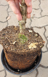 japanische säulenkirsche 'amanogawa'; hier im Topf; pflegeleicht; Einsatzmöglichkeit z.B. : Terrassen- und Gartenbepflanzung;;mit zeitnaher Lieferung
