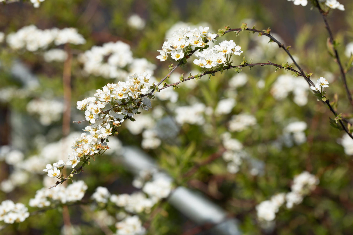Spiraea cinerea 'Grefsheim' mit Blüte, erhältlich von 40-60 bis 175-200 cm; Einsatz: ;;ab 5,75 Euro