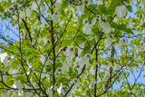 Taschentuchbaum , erhältlich als: Solitärdekorative Blätter;;günstig mit Qualität