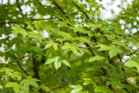 Acer neglectum 'Annae' mit Belaubung, erhältlich von 150-200 bis 450-650 cm; Einsatz: ;;ab 119,00 Euro
