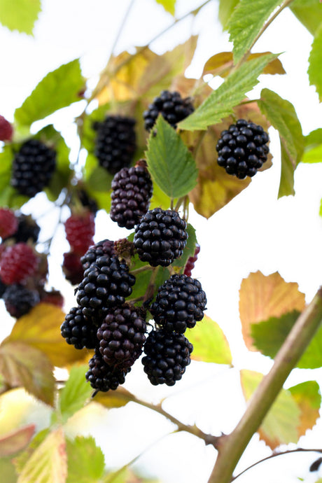 Rubus frut. 'Dirksen Thornless' mit Früchten; Einsatz: ;;ab 16,90 Euro