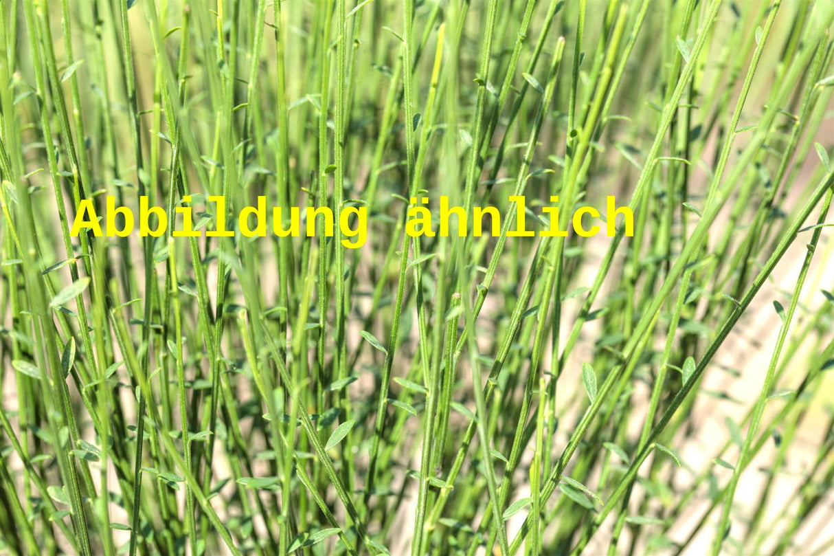 Cytisus praecox (Elfenbeinginster)