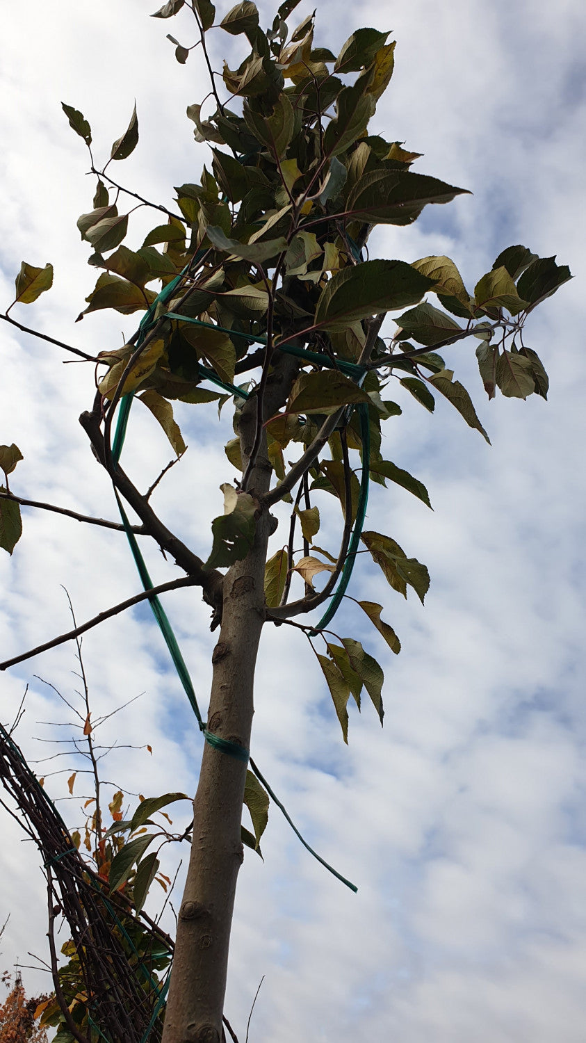 Apfelbaum 'Butterball'; vorbereitet für Versand; winterhart; Einsatzmöglichkeit z.B. : Solitärpflanze;;mit zeitnaher Lieferung