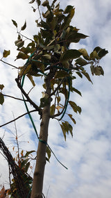 Apfelbaum 'Butterball'; vorbereitet für Versand; winterhart; Einsatzmöglichkeit z.B. : Solitärpflanze;;mit zeitnaher Lieferung