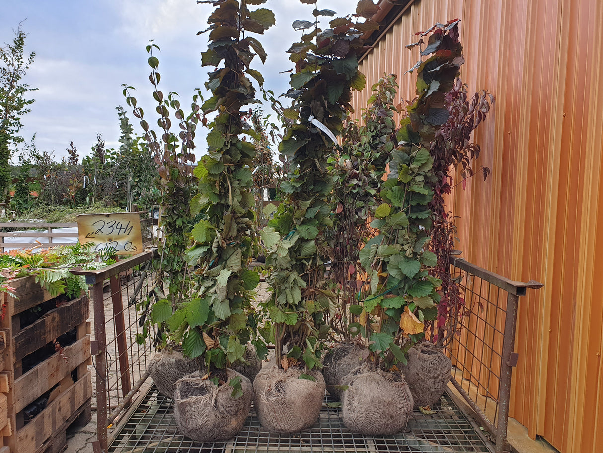 Synonym (alte Bezeichnung): Corylus av.'Fuscorubra'; vorbereitet für Versand; pflegeleicht; Einsatzmöglichkeit z.B. : Heckenpflanze;;Pflanzen vom Profi