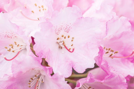 Rhododendron yak. 'Frühlingsanfang' mit Blüte, erhältlich von 40-50 bis 80-90 cm; Einsatz: ;;ab 58,00 Euro