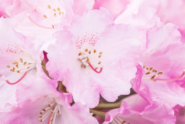 Rhododendron yak. 'Frühlingsanfang' mit Blüte, erhältlich von 40-50 bis 80-90 cm; Einsatz: ;;ab 58,00 Euro