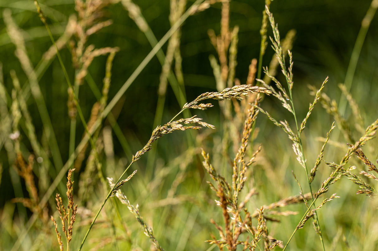 Molinia arundinacea 'Windspiel' mit Blüte; Einsatz: ;;ab 3,30 Euro