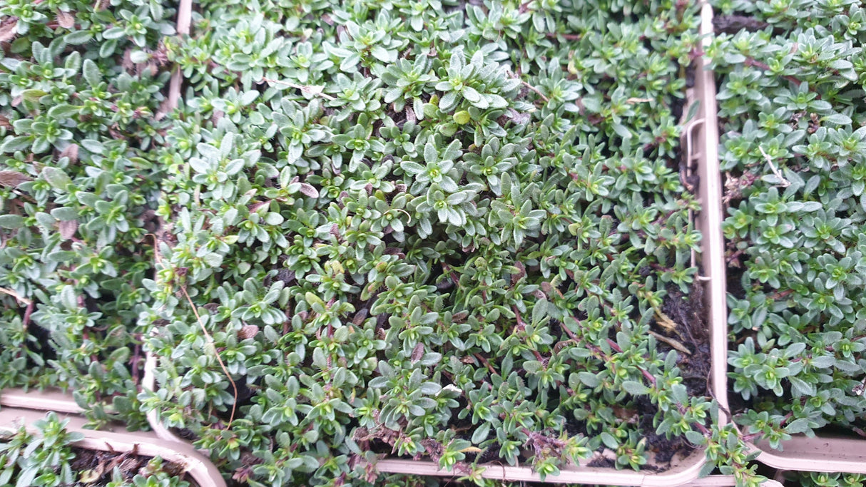 Garten-Thymian; hier mit Belaubung; winterhart; Einsatzmöglichkeit z.B. : Kräutergärten;;hier kaufen