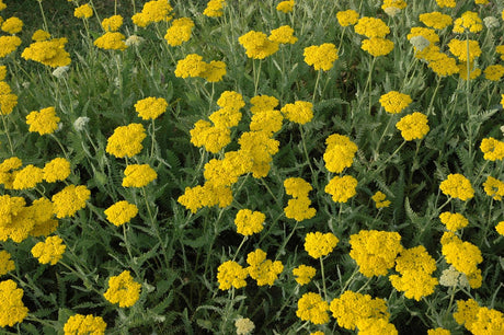 Achillea filipendulina 'Coronation Gold' mit Blüte; Einsatz: ;;ab 3,65 Euro