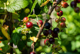 Ribes Jostabeere 'Dr. B. Jostine'; mit Früchten/Fruchtbehang; sehr ertragreich; Einsatzmöglichkeit z.B. : Obstgarten; verfügbar in 3 Größen und Varianten;;ab 24,80 Euro