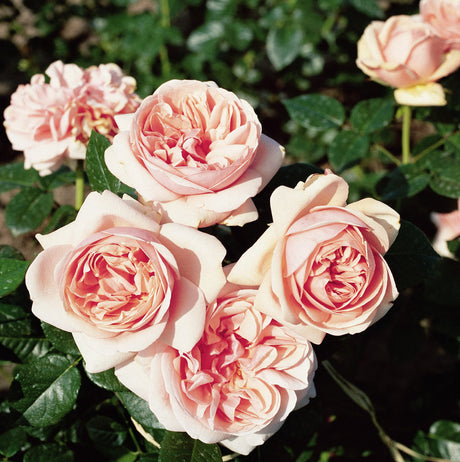 Edelrose 'Aphrodite' mit Blüte; Einsatz: Rabattenwinterhart;;hier kaufen