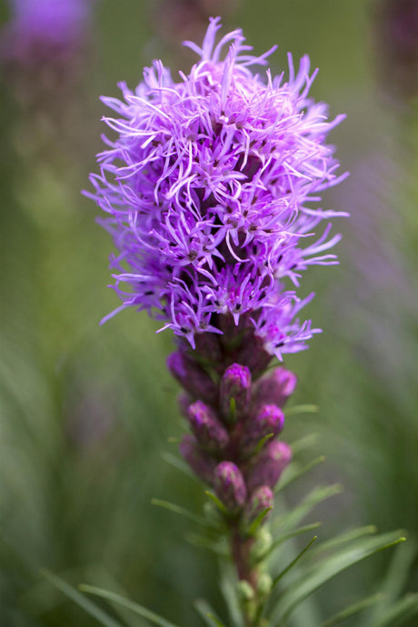 Liatris spicata 'Kobold' mit Blüte; Einsatz: , ;;ab 2,94 Euro