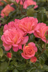 Rosa 'Shanty' BT; hier mit Blüte; lange Blütezeit; Einsatzmöglichkeit z.B. : Einzelstellung;;ab 11,10 Euro