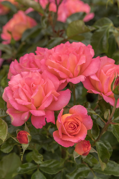 Rosa 'Shanty' BT mit Blüte; Einsatz: ;;ab 8,10 Euro