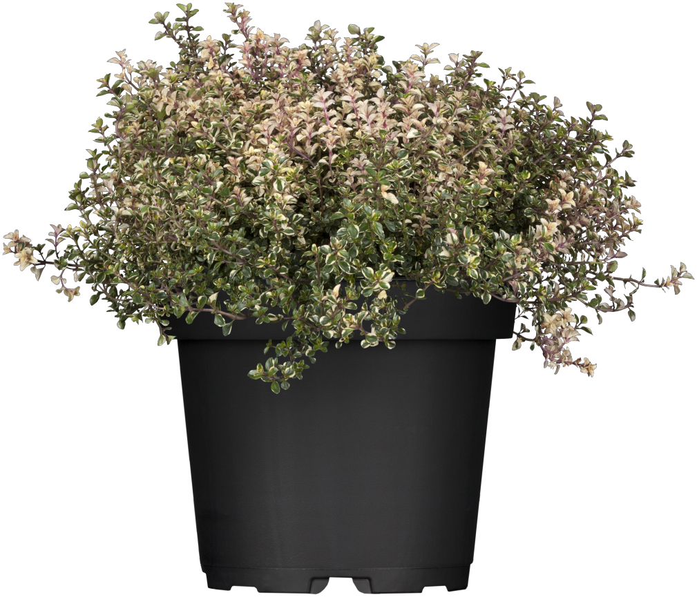Thymus pulegioides 'Aureus' im Topf; Einsatz: ;;ab 2,56 Euro