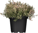 Thymus pulegioides 'Aureus'; hier im Topf; aromatischer Duft; Einsatzmöglichkeit z.B. : Kräuterbeet;;ab 0,00 Euro