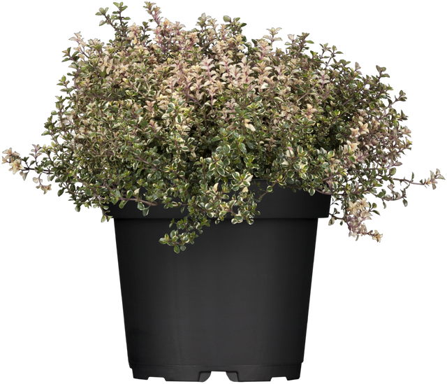 Thymus pulegioides 'Aureus' im Topf; Einsatz: ;;ab 2,56 Euro