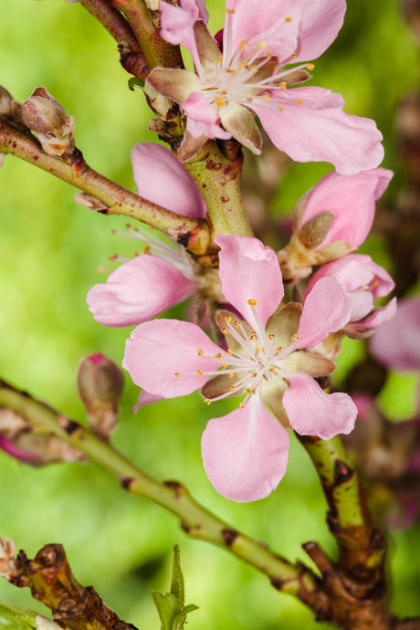 Prunus tenella 'Fire Hill' mit Blüte, erhältlich von 40-60 bis 125-150 cm; Einsatz: ;;ab 24,60 Euro